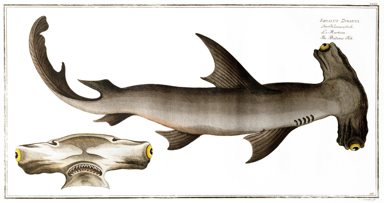 Hammerhai (Balance Fish), veröffentlicht von Black von Andreas Ludwig Kruger