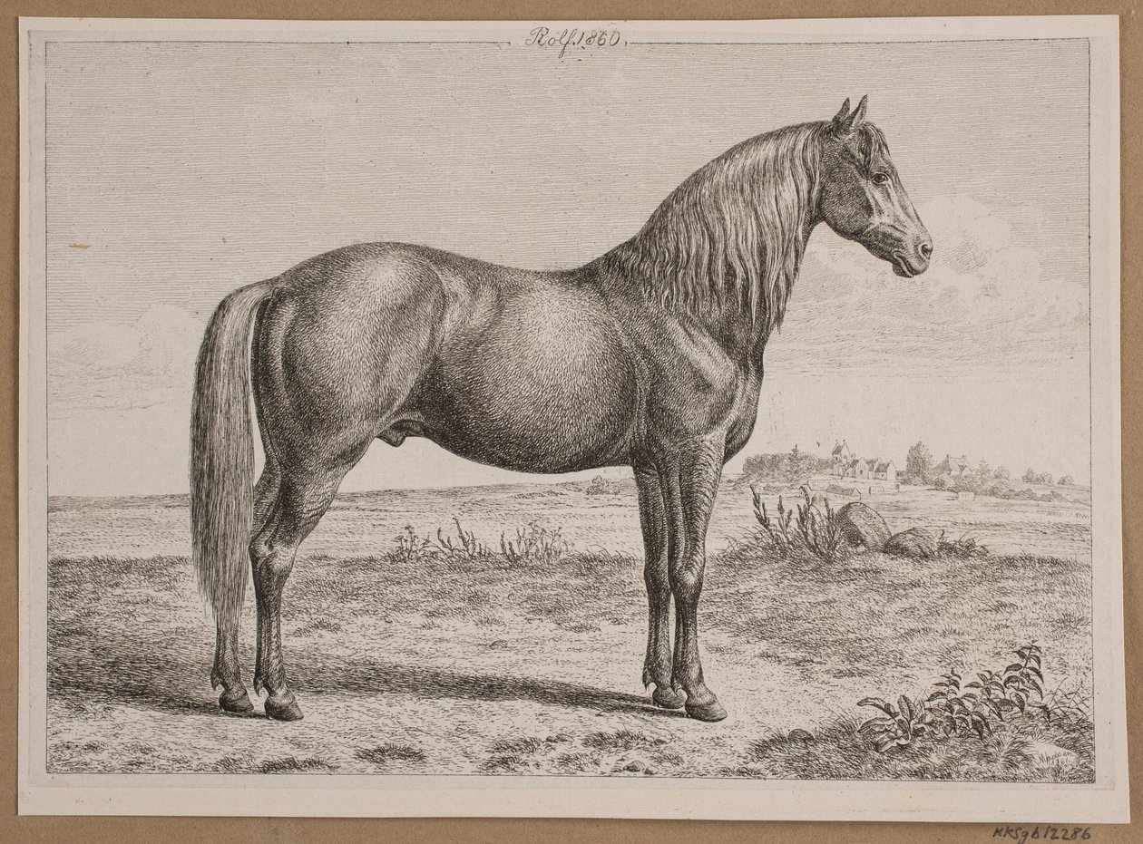 Rolf. Ein Pferd auf der Weide von Andreas Peter Madsen