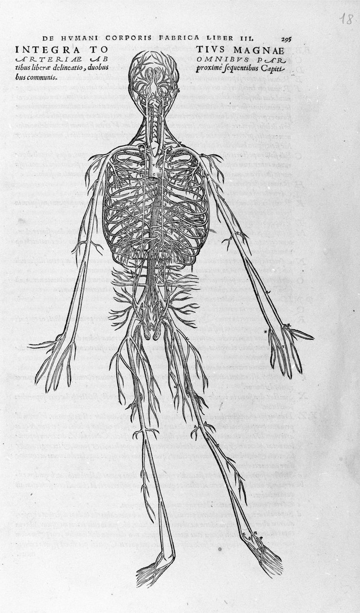 Andreas Vesalius (1514 - 1564), Arzt von Karl V. „Humani corporis fabrica libri septem“, Basel 1543. von Andreas Vesalius