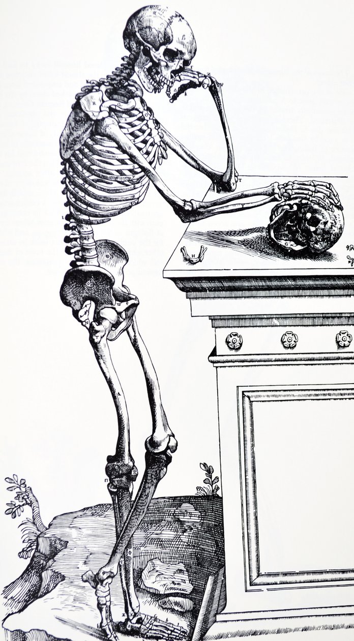 Menschliches Gerippe mit Totenkopf in der Hand. Aus "De Humani Corporis Fabrica" von Vesalius. Möglicher Holzschneider: Jan von Calcar von Andreas Vesalius