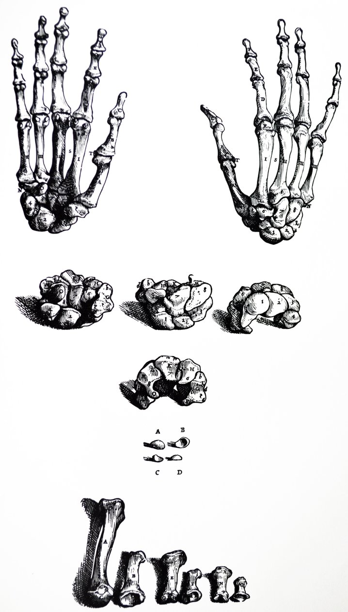 Die Tafeln aus dem ersten Buch der De Humani Corporis Fabrica von Andreas Vesalius
