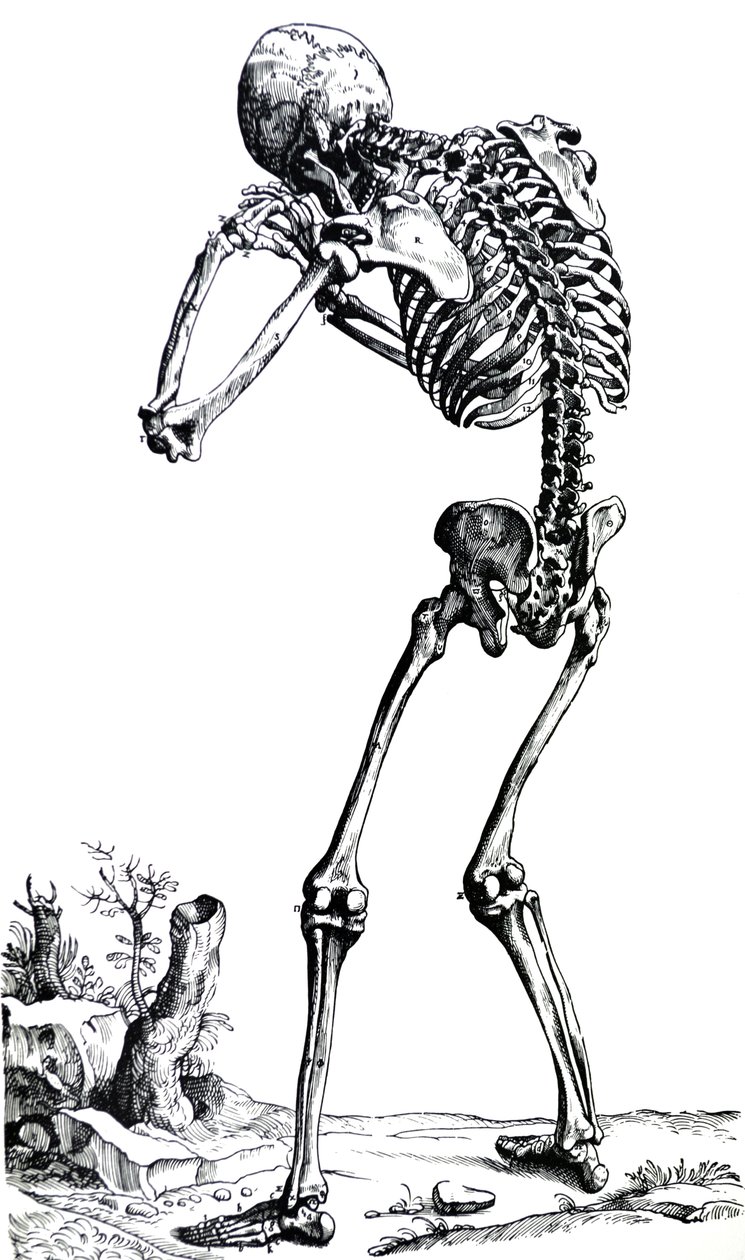 Die Platten aus dem ersten Buch der De Humani Corporis Fabrica von Andreas Vesalius