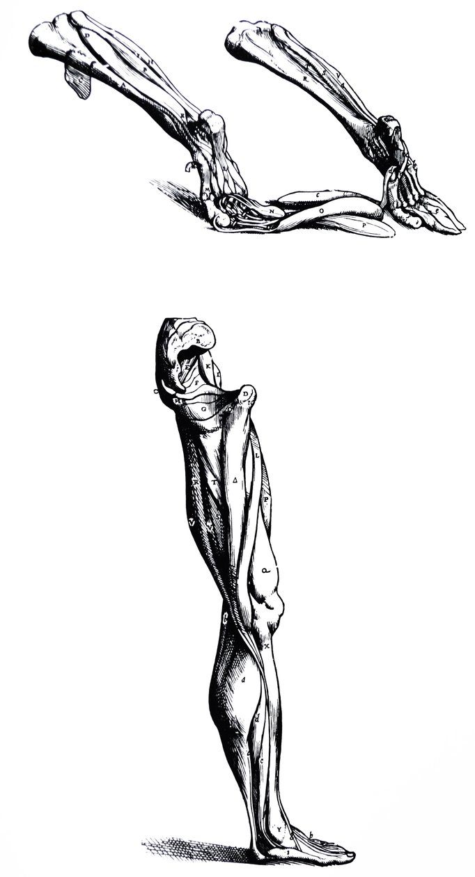 Die Tafeln aus dem zweiten Buch der De Humani Corporis Fabrica von Andreas Vesalius