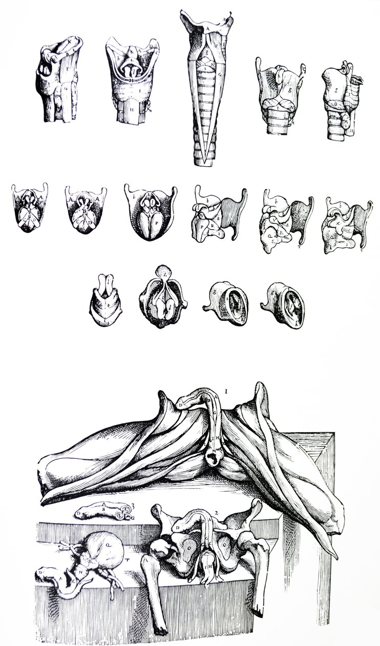 Die Platten aus dem zweiten Buch der De Humani Corporis Fabrica von Andreas Vesalius