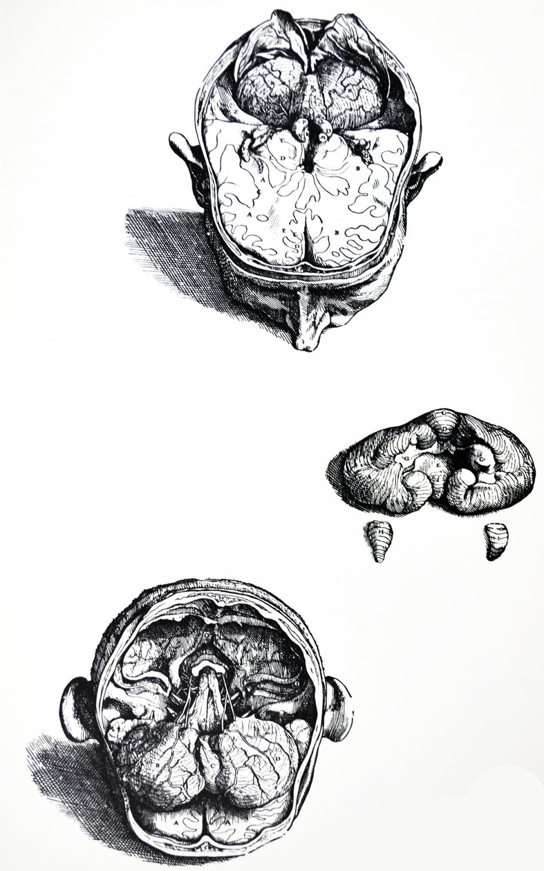 Die Platten aus dem siebten Buch der De Humani Corporis Fabrica von Andreas Vesalius