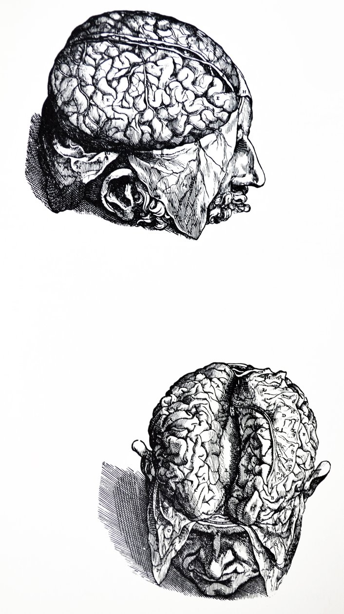 Die Platten aus dem siebten Buch der De Humani Corporis Fabrica von Andreas Vesalius