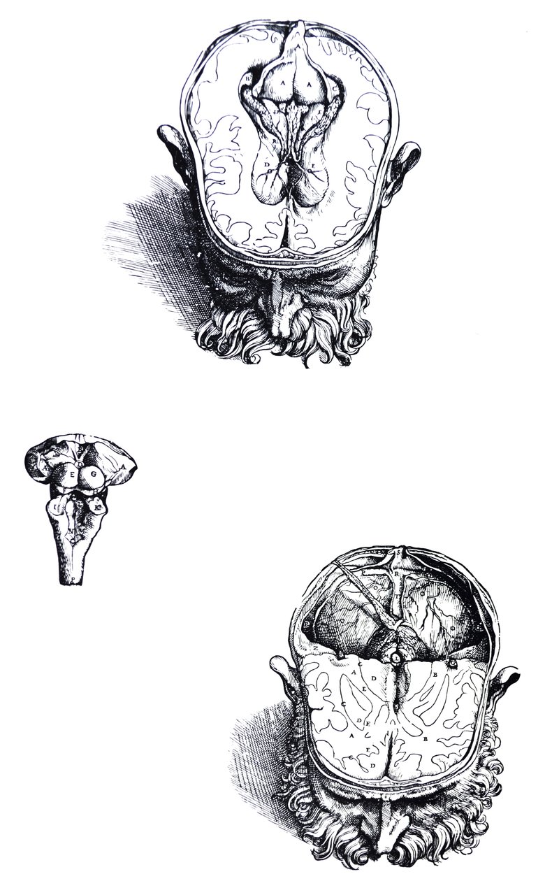 Die Platten aus dem siebten Buch der De Humani Corporis Fabrica von Andreas Vesalius