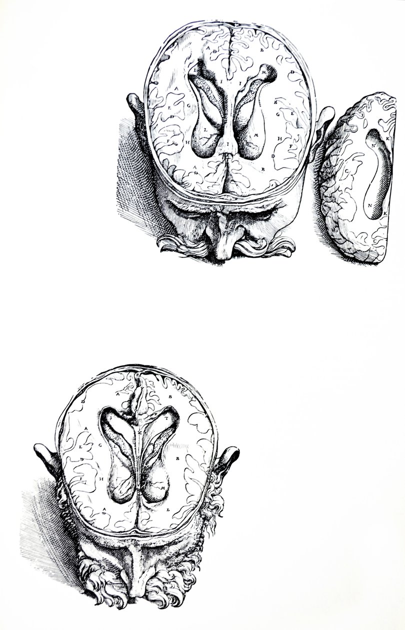 Die Tafeln aus dem siebten Buch der De Humani Corporis Fabrica von Andreas Vesalius