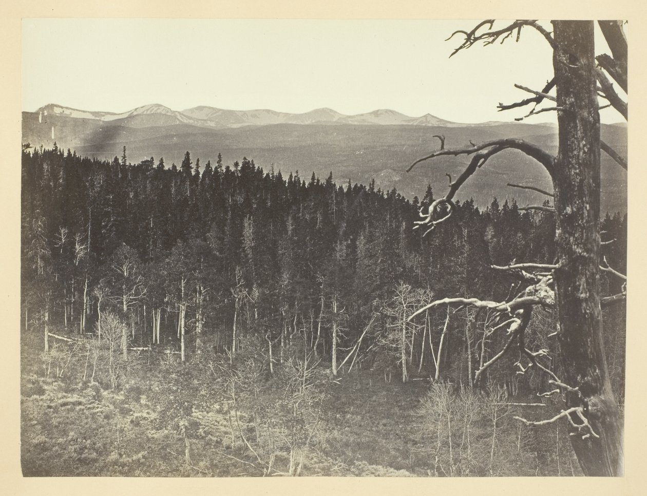 Schnee und Baumgrenze, Medicine Bow Mountain von Andrew Joseph Russell