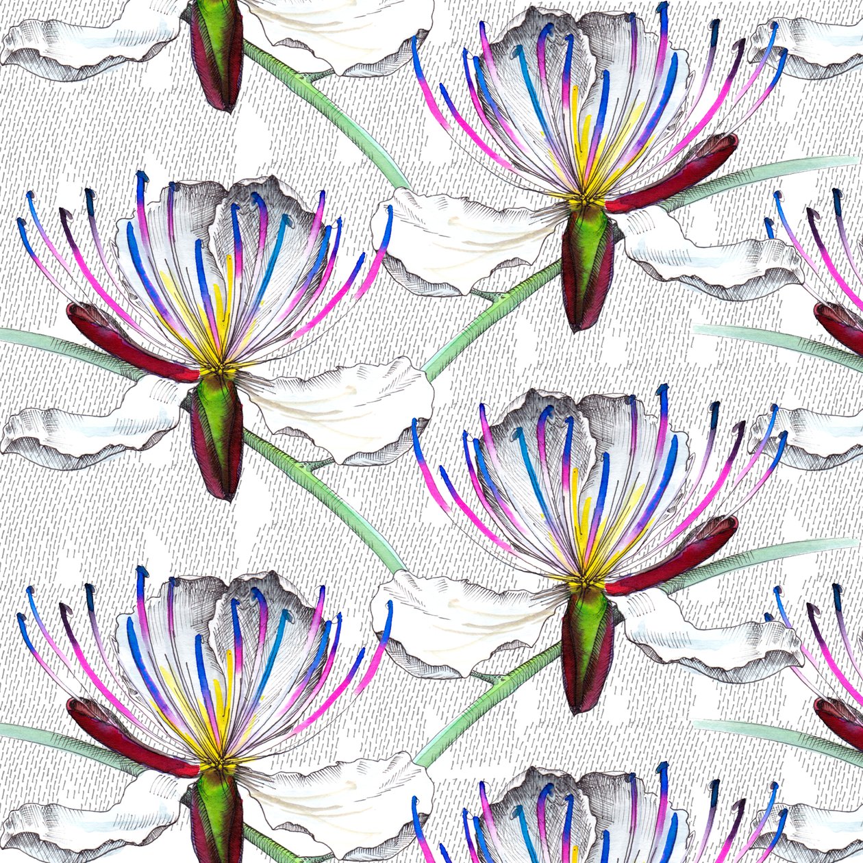 Kapernblüten, 2017, Aquarell und Tinte von Andrew Watson