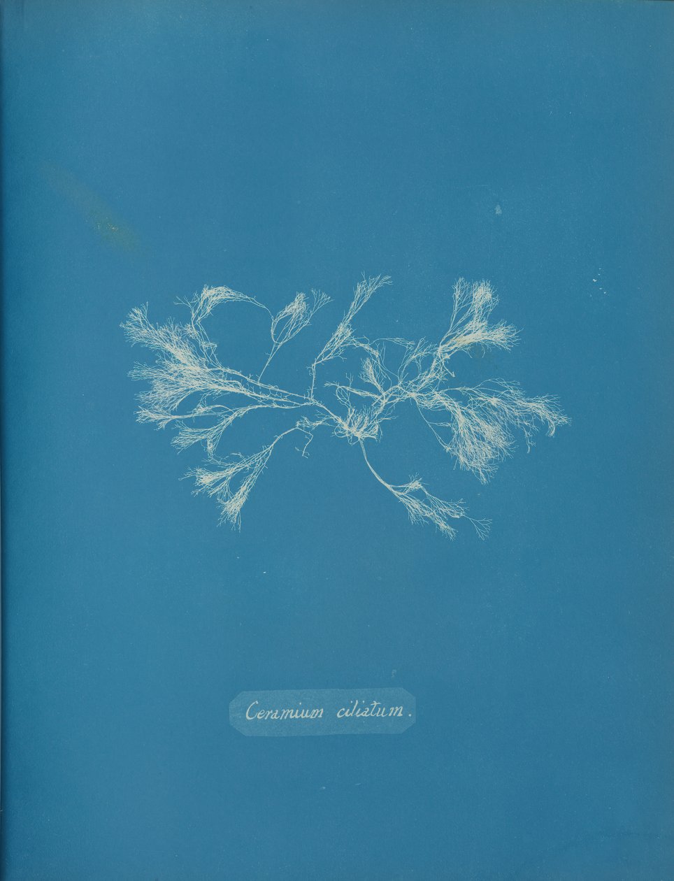 Ceramium ciliatum, ca. 1853 von Anna Atkins