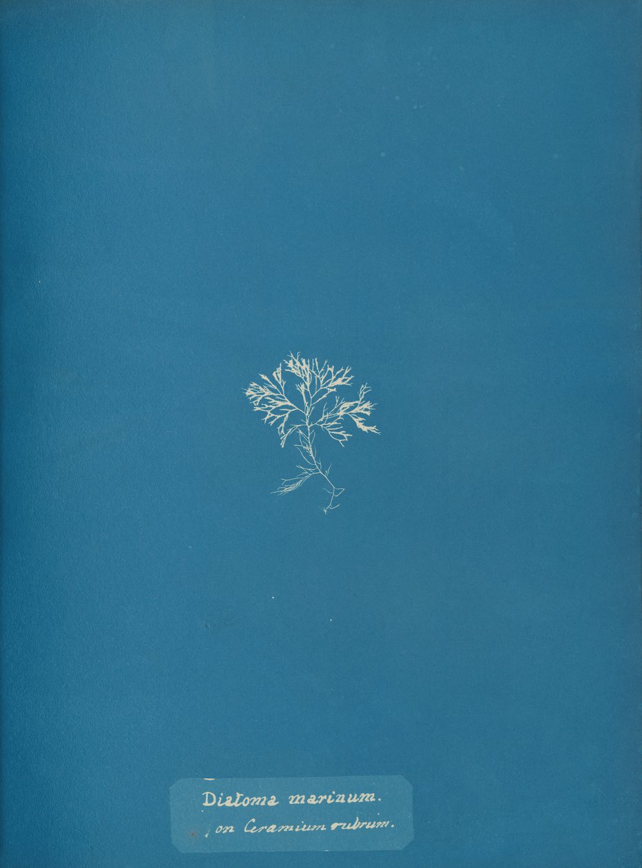 Diatoma marinum auf Ceramium rubrum von Anna Atkins