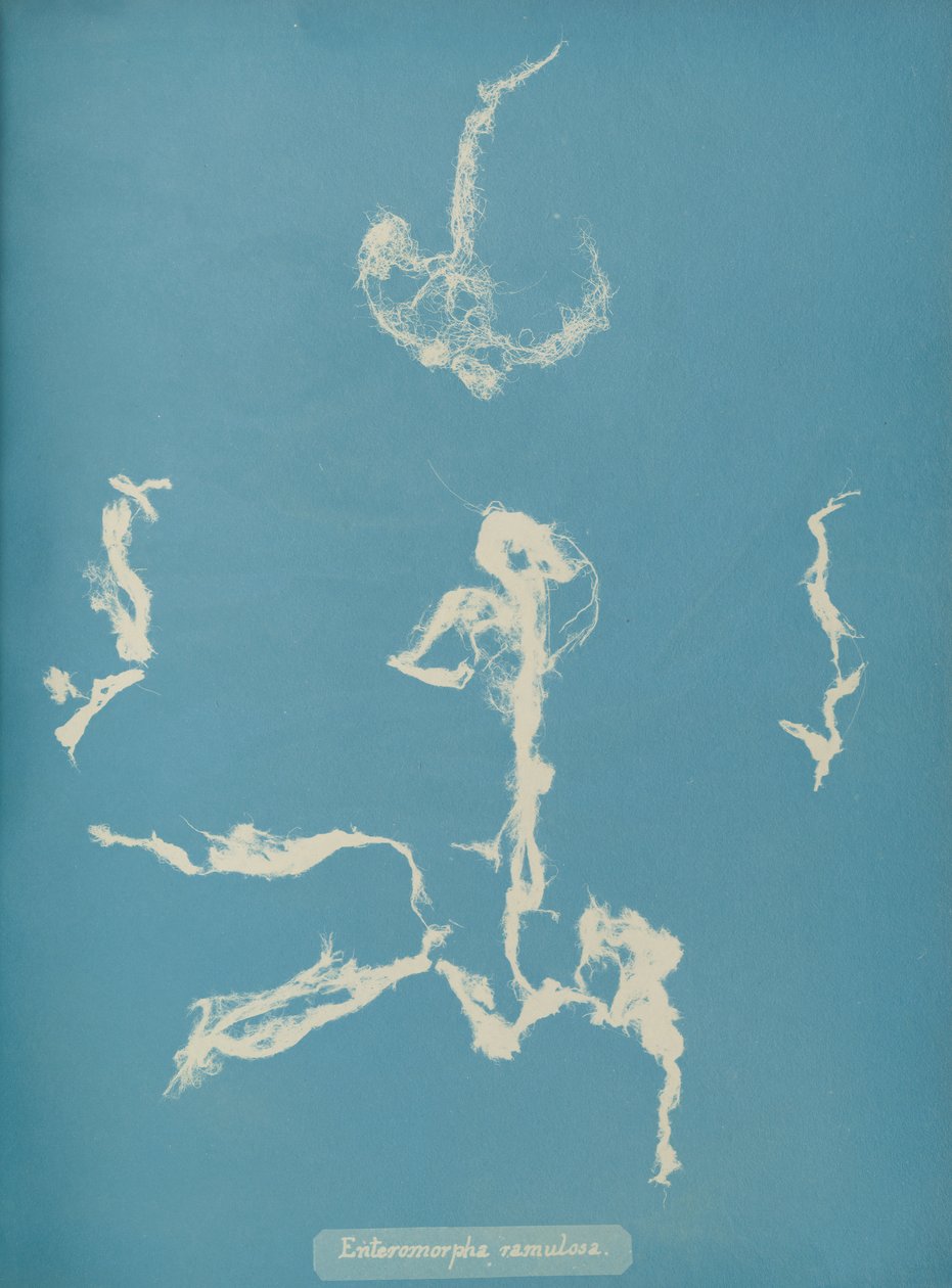 Enteromorpha ramulosa, ca. 1853 von Anna Atkins
