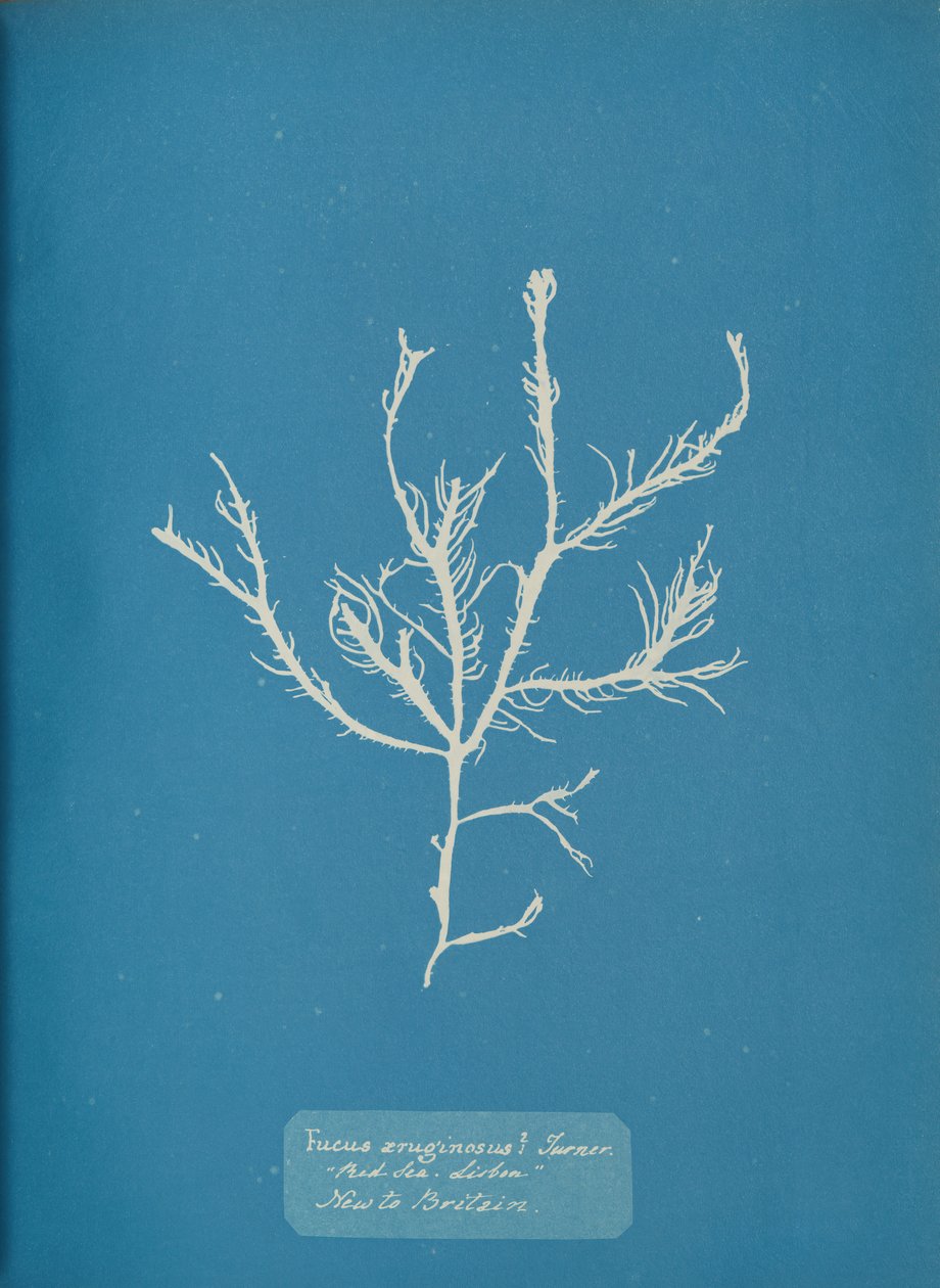 Fucus æruginosus Turner. Med. Meer Sisbon Neu in Großbritannien, ca. 1853 von Anna Atkins