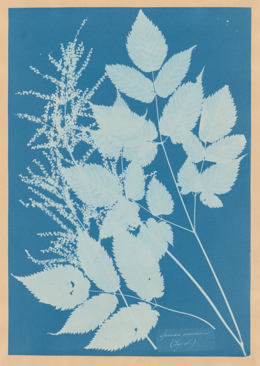 Spiraea aruncus (Tirol) von Anna Atkins