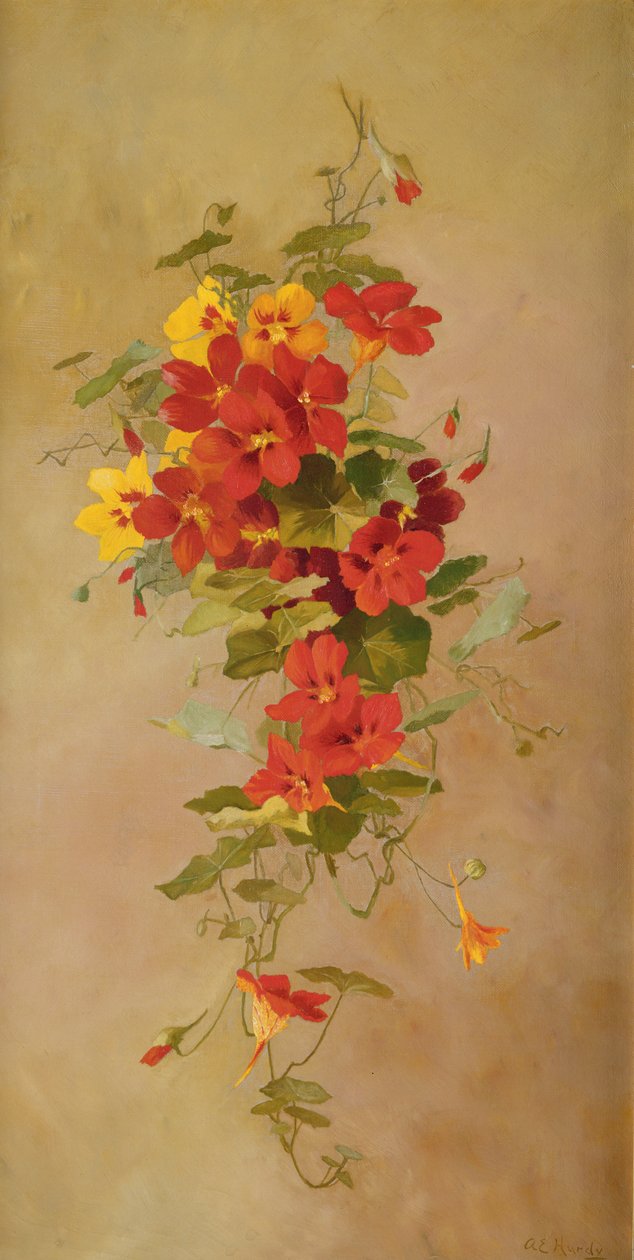 Kapuzinerkressen von Anna Eliza Hardy