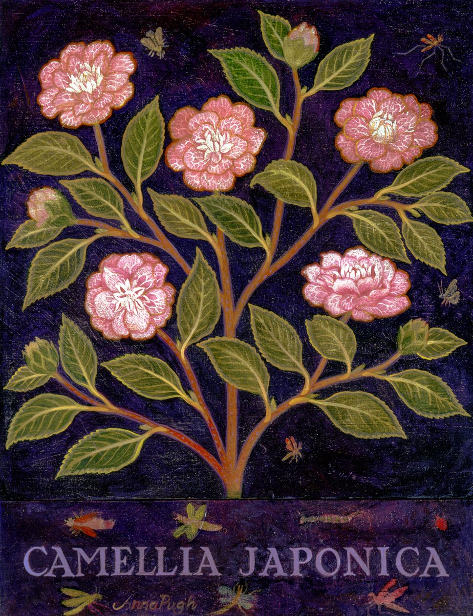 Kamelie von Anna Pugh
