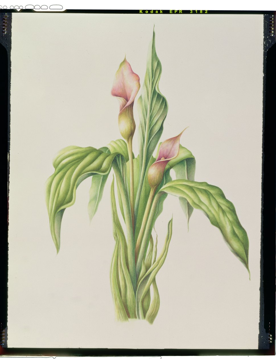 Carla-Lilie, 2000 von Annabel Barrett