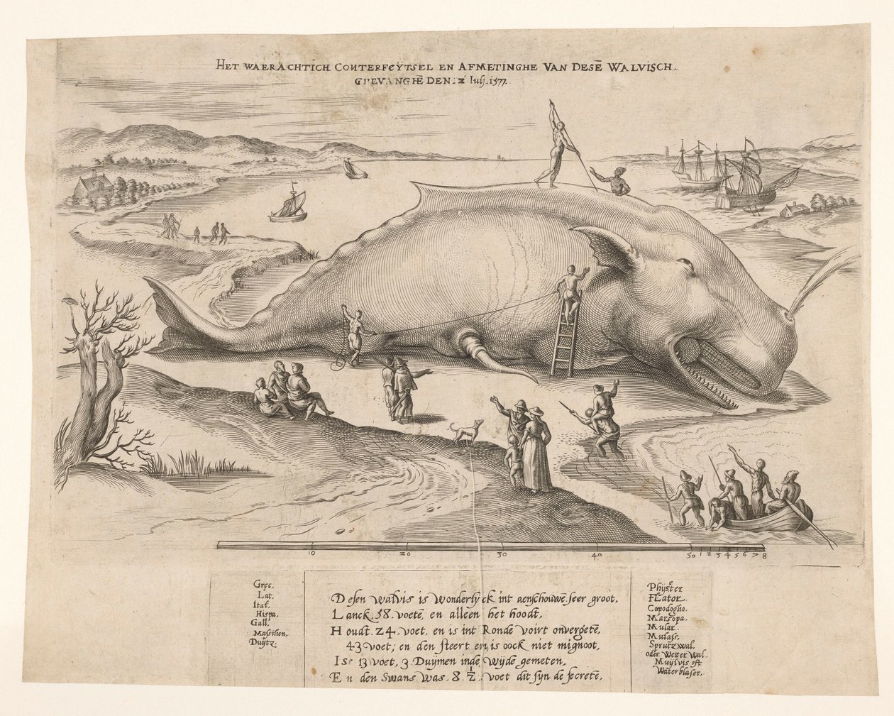 Gestrandeter Wal bei Antwerpen, 1577 von Anonymous