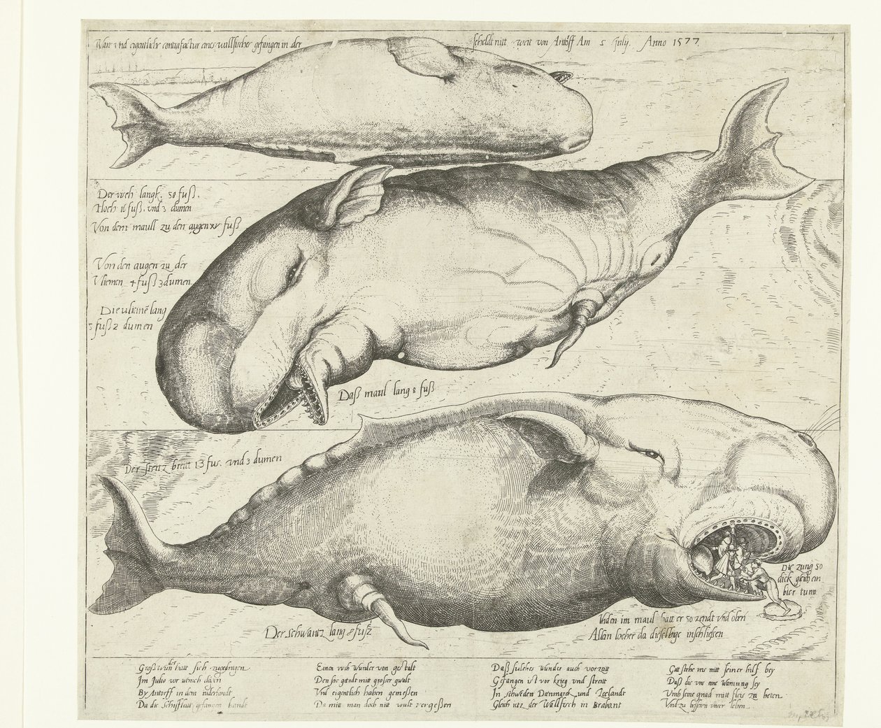 Gestrandeter Wal bei Antwerpen, 1577 von Anonymous