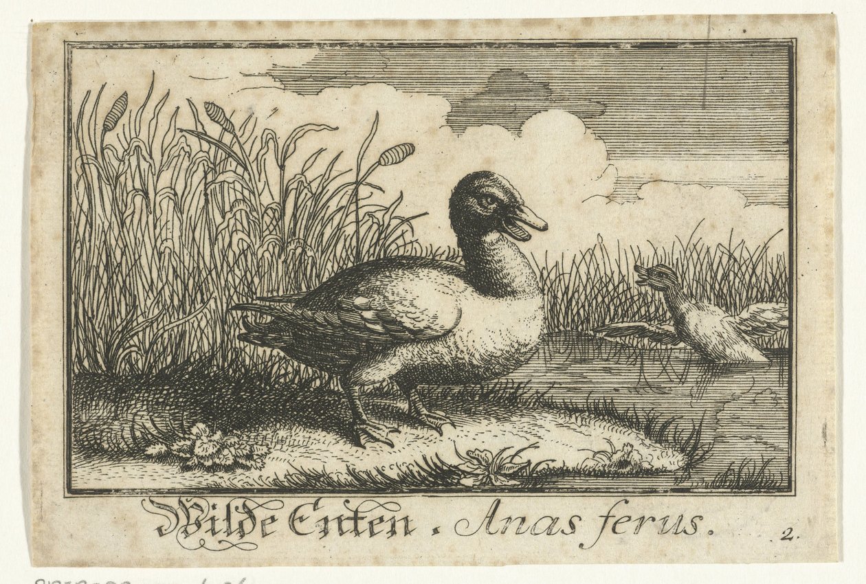 Landschaft mit Wildente von Anonymous
