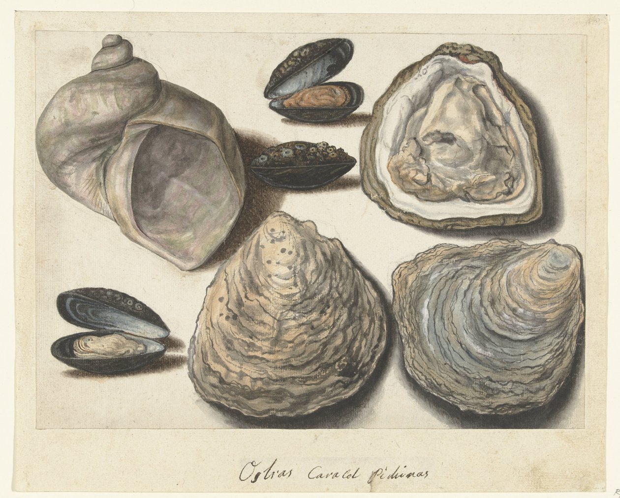 Austern, Muscheln und Mondhorn (Lombard Album) von Anonymous