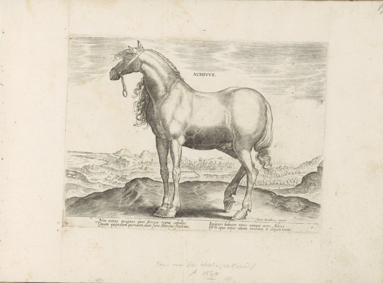 Pferd aus Griechenland (Paardenrassen uit de Koninklijke stallen van Don Juan van Oostenrijk) von Anonymous