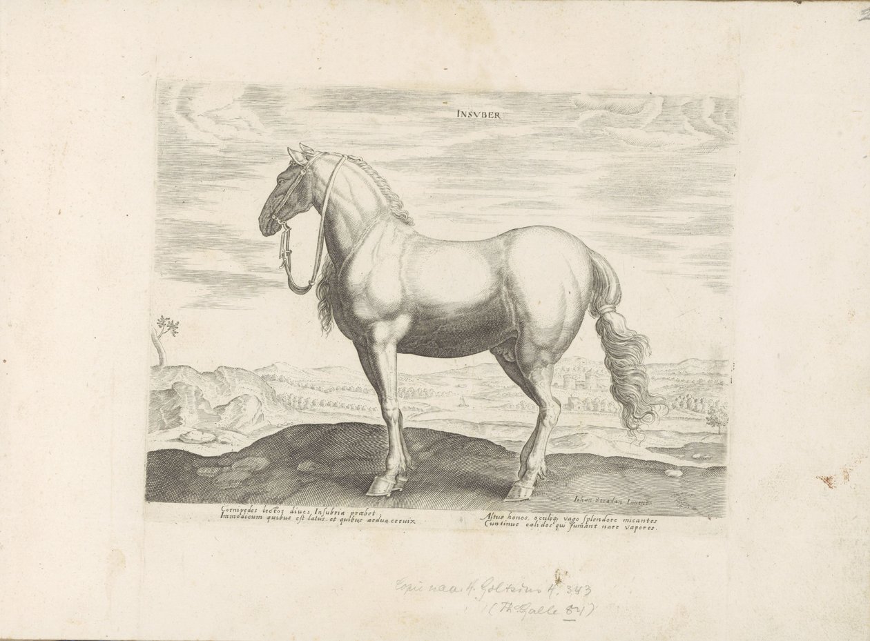 Pferd aus Norditalien von Anonymous