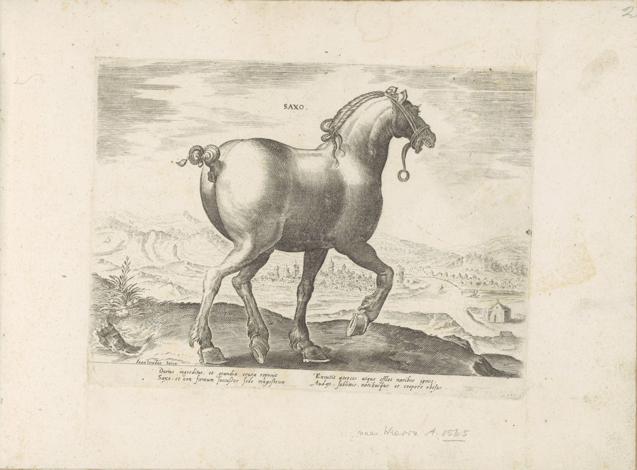 Pferd aus Sachsen (Pferderassen aus den königlichen Ställen von Don Juan von Österreich) von Anonymous