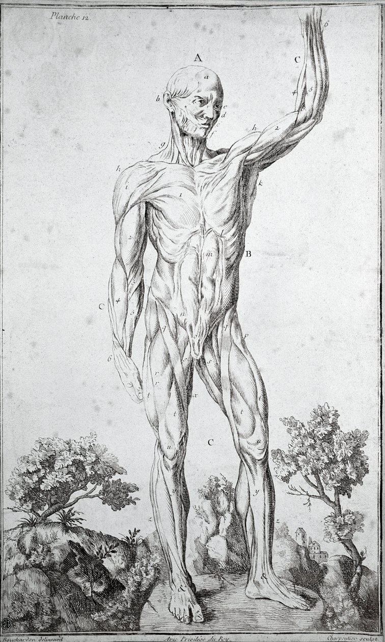 Anatomische Studie des menschlichen Muskelsystems von Anonymous Anonymous