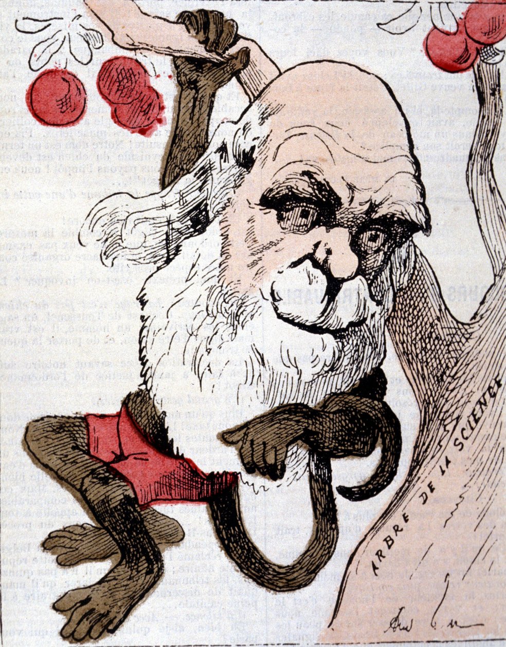 Karikatur von Charles Robert Darwin (1809 - 1882) in "La Lune" von Anonymous Anonymous