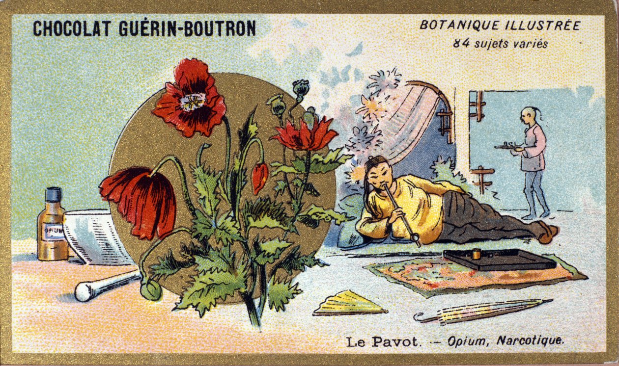 Der Mohn: Opium, Betäubungsmittel. Gravur (Chromo). Werbe-Chromolithographie für Guerin-Boutron-Schokoladen, Ende des 19. Jahrhunderts. Illustree Botanische Serie von Anonymous Anonymous