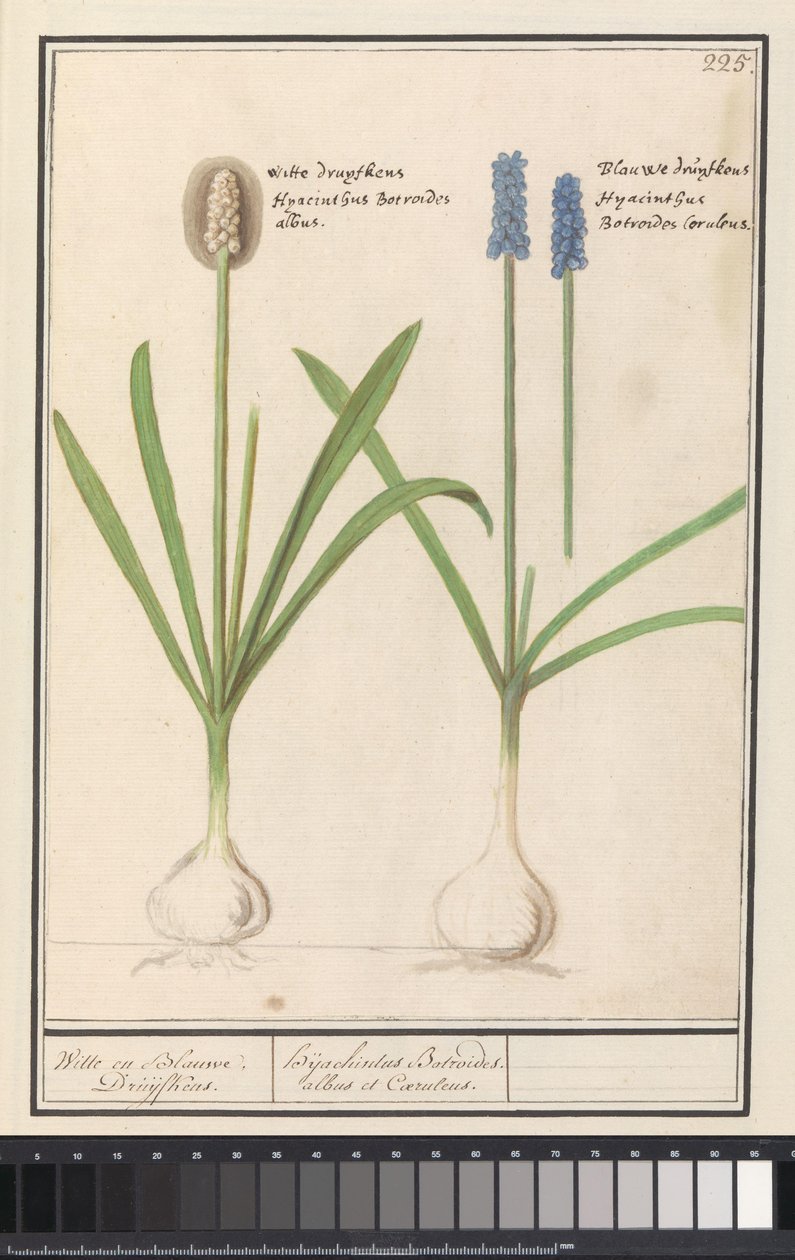 Blaue und weiße Traubenhyazinthen von Anselmus Boëtius de Boodt