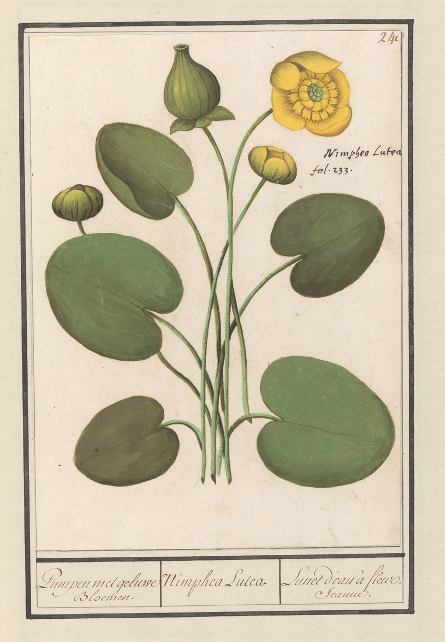 Gele Plomp (Nuphar lutea) von Anselmus Boëtius de Boodt