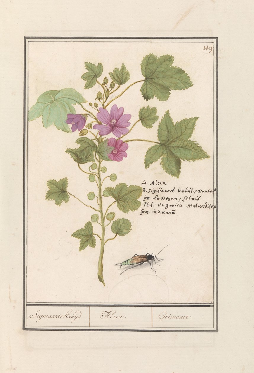Große Käsepappel (Malva sylvestris) von Anselmus Boëtius de Boodt