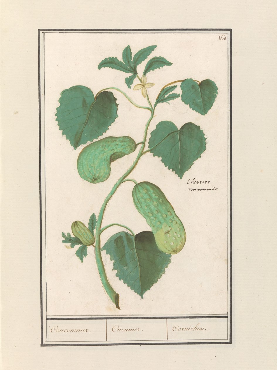 Komkommer (Cucumis sativus) von Anselmus Boëtius de Boodt