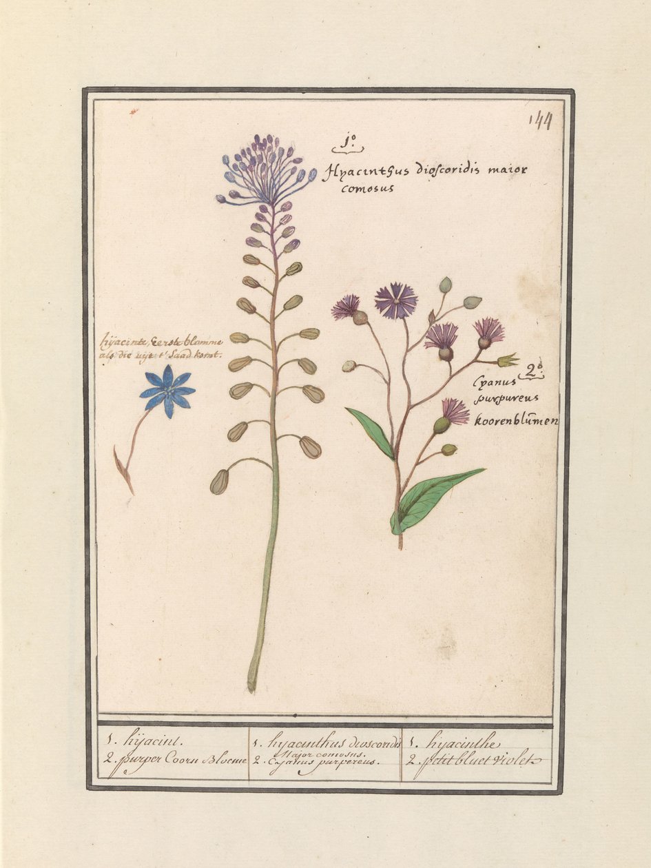 Hyazinthe (Muscari comosum) und Kornblume (Centaurie) von Anselmus Boëtius de Boodt
