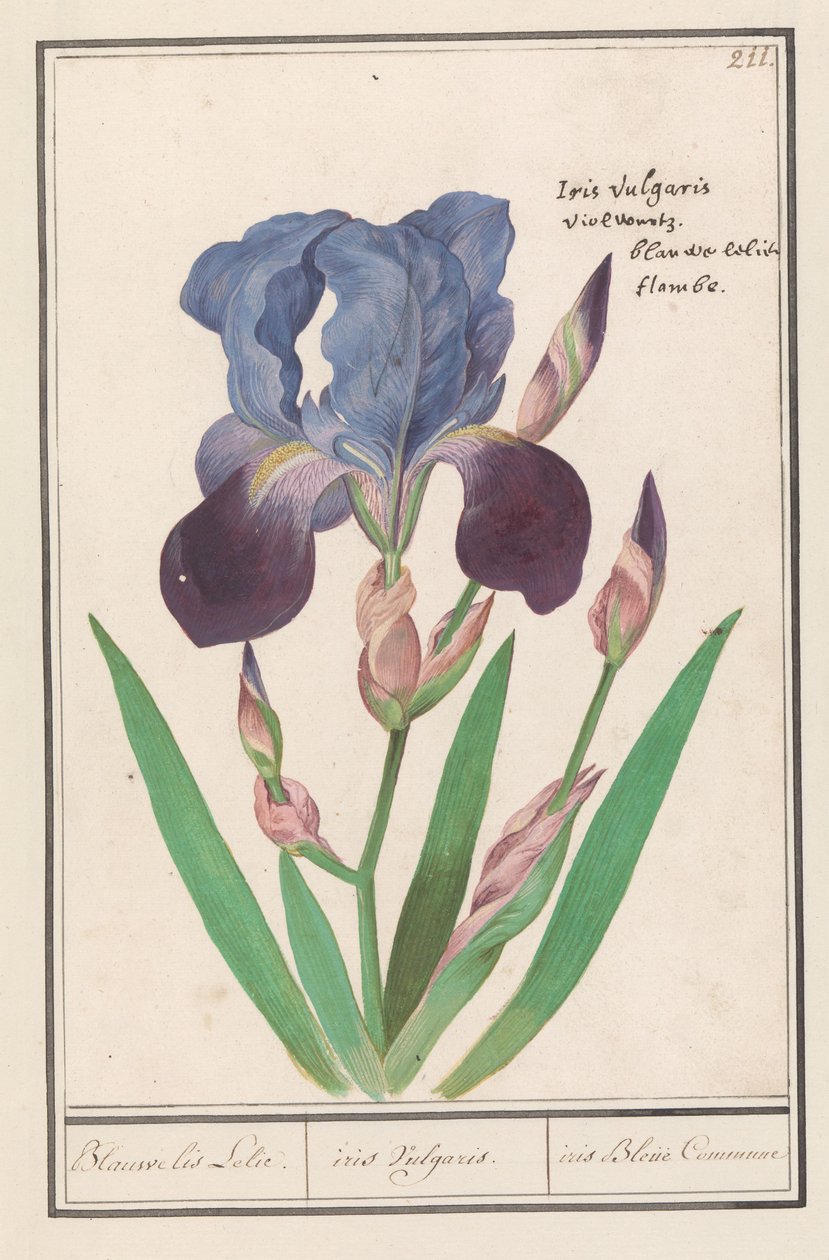 Paarse Iris (Iris germanica) von Anselmus Boëtius de Boodt