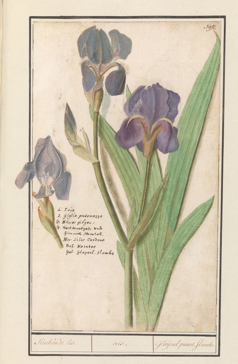 Purpur-Iris (Iris germanica) von Anselmus Boëtius de Boodt
