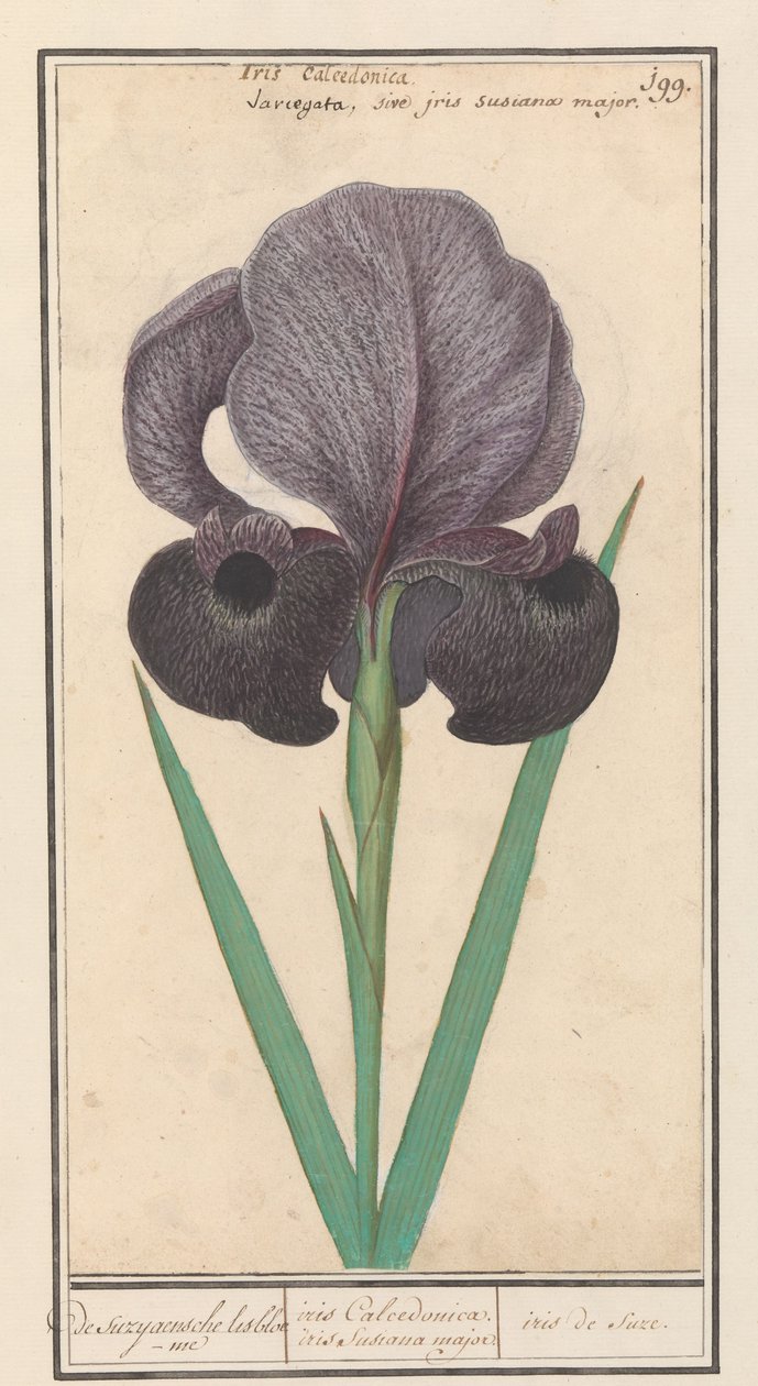 Trauer-Iris (Iris susiana) von Anselmus Boëtius de Boodt