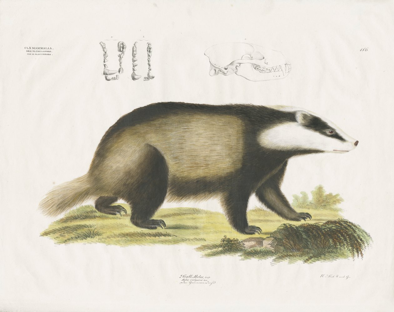 Europäischer Dachs mit Schädelillustration von Anstalt Arnz & Co.