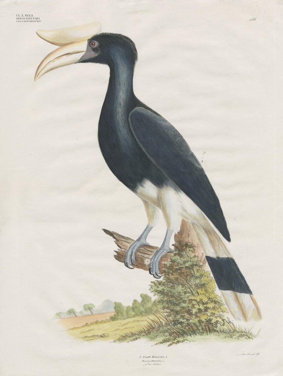 Nashornvogel von Anstalt Arnz & Co.
