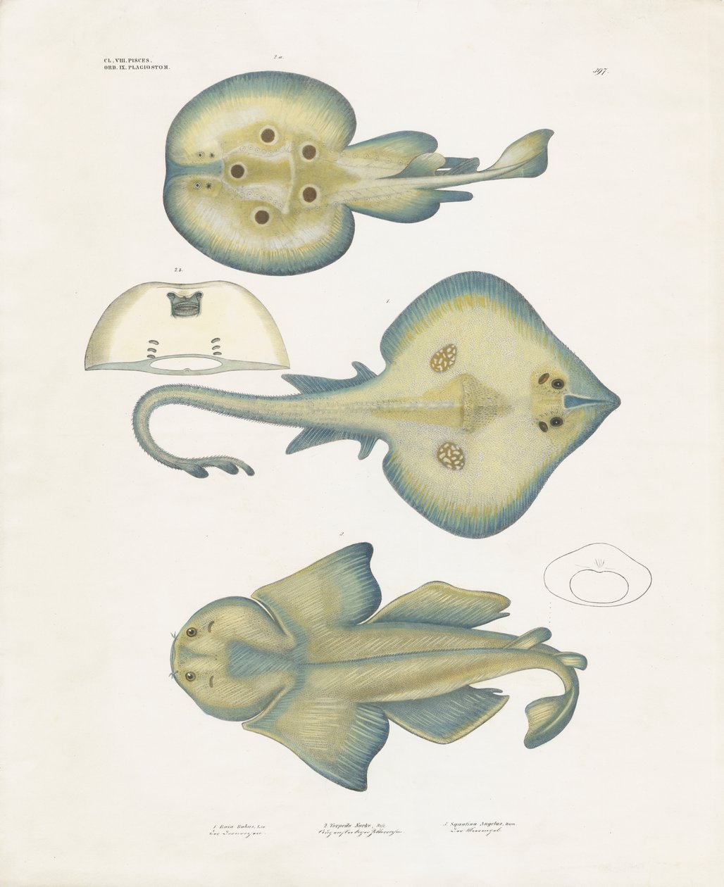 Rochenarten aus der Ordnung Rajiformes von Anstalt Arnz & Co.