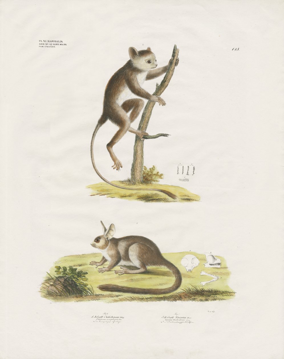 Kleine Säugetiere aus der Nagetierfamilie von Anstalt Arnz & Co.