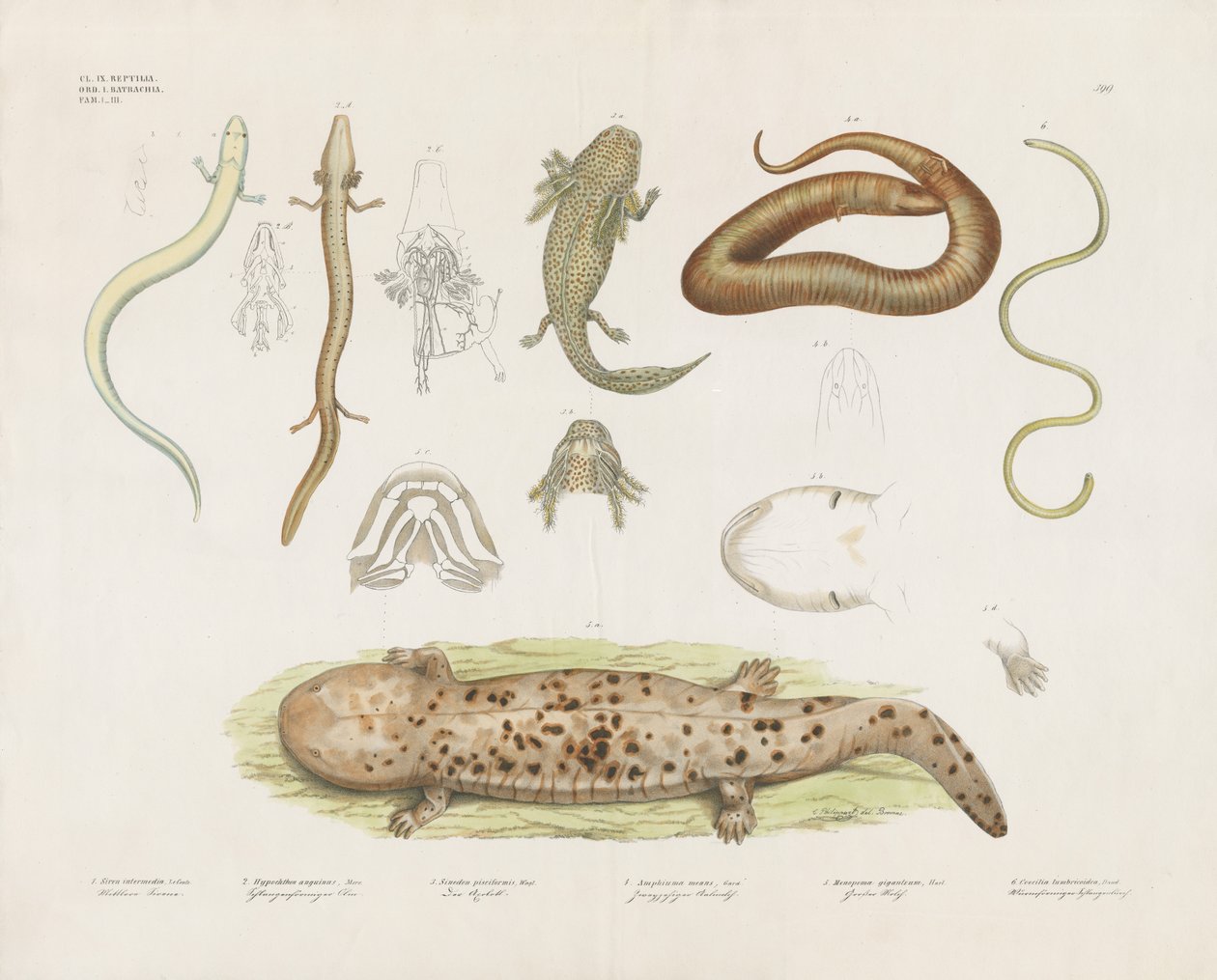 Verschiedene Amphibien und anatomische Studien von Anstalt Arnz & Co.