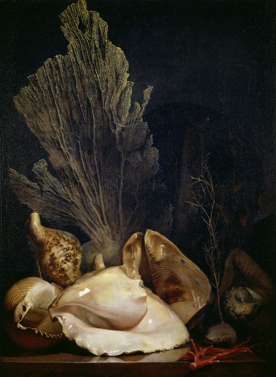 Stillleben mit Muscheln und Korallen von Antoine Berjon