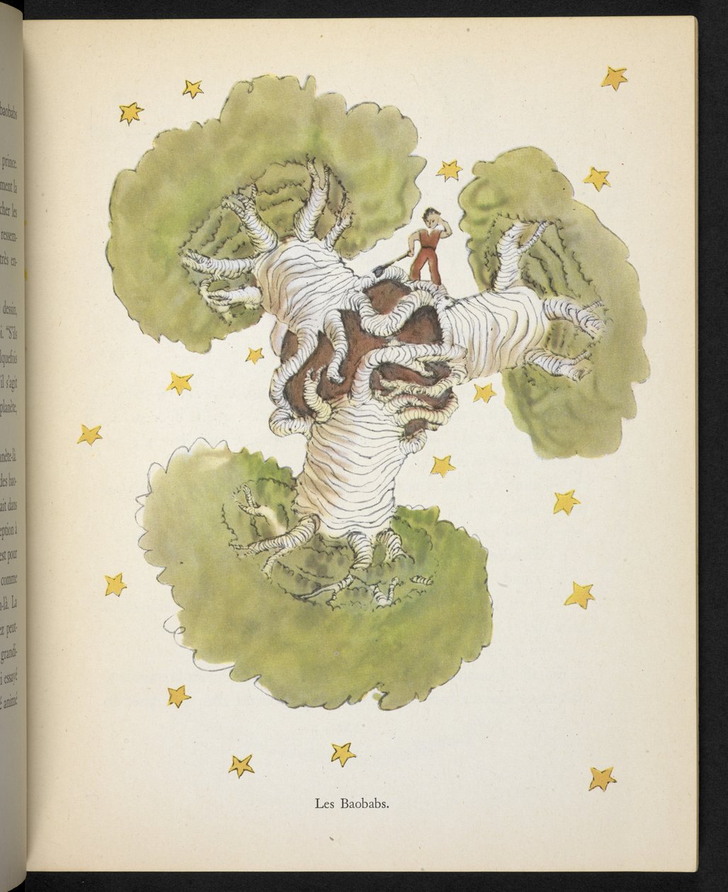 Die Baobabs, Illustration aus 