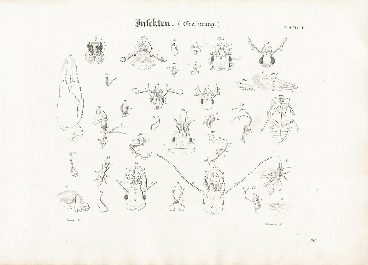 Anatomie der Insekten von Anton Wachsmann