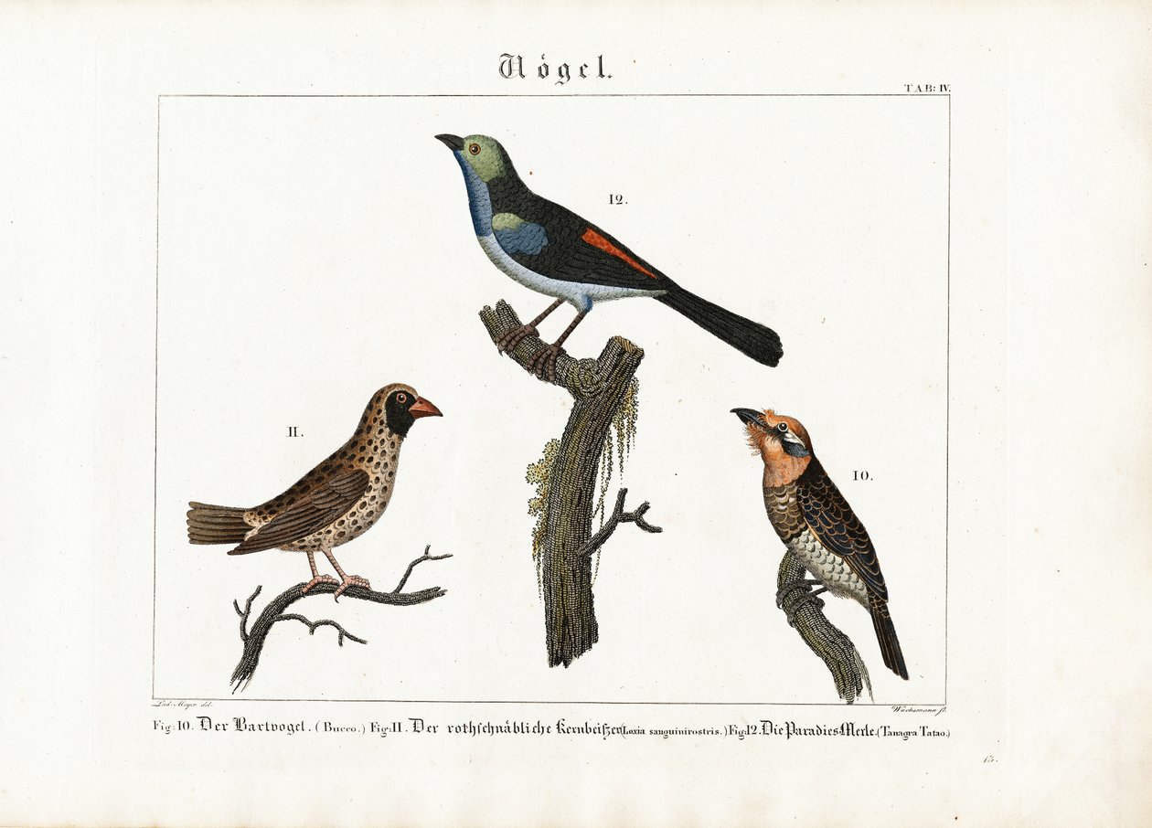 Bartvogel, Webervogel und Paradiesfliegenschnäpper von Anton Wachsmann