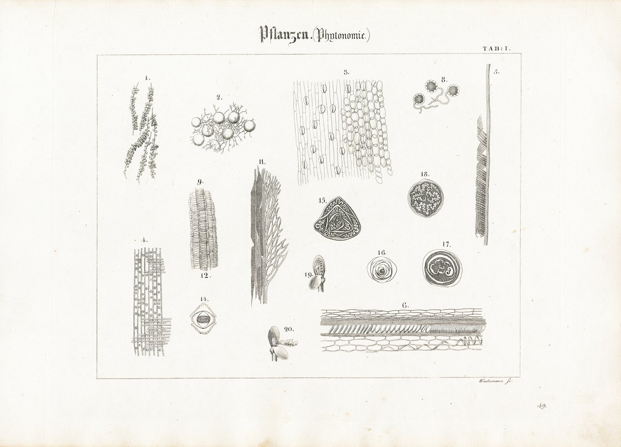 Pflanzenanatomie (Phytotomie) von Anton Wachsmann